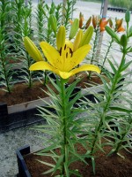 [1682 YellowDiamond DJ No02.JPG]